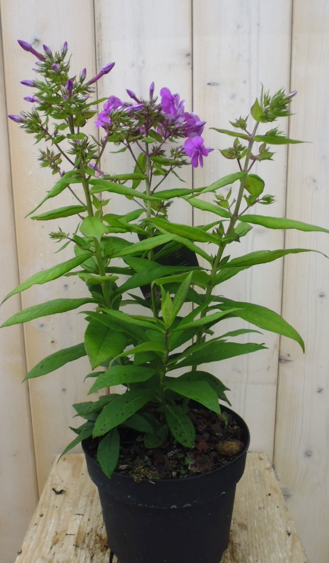 https://cdn.warentuin.nl/media/catalog/product/1/7/1778149900039862_2_warentuin_borderplant_vlambloem_donkerroze_1_334f.jpg
