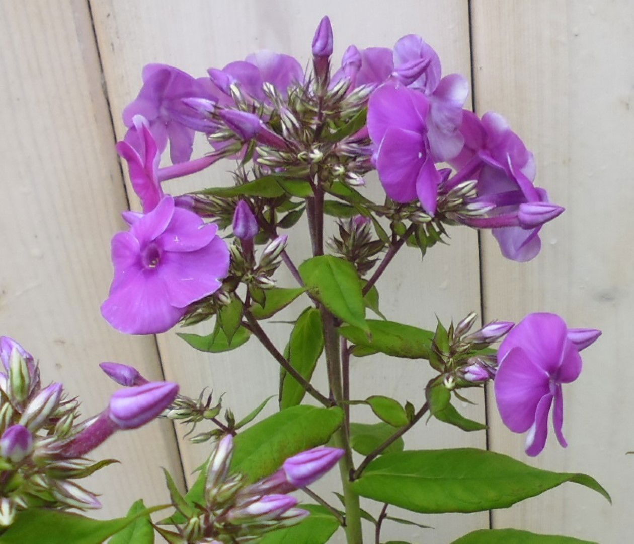 https://cdn.warentuin.nl/media/catalog/product/1/7/1778149900039862_warentuin_borderplant_vlambloem_donkerroze_1_aabf.jpg