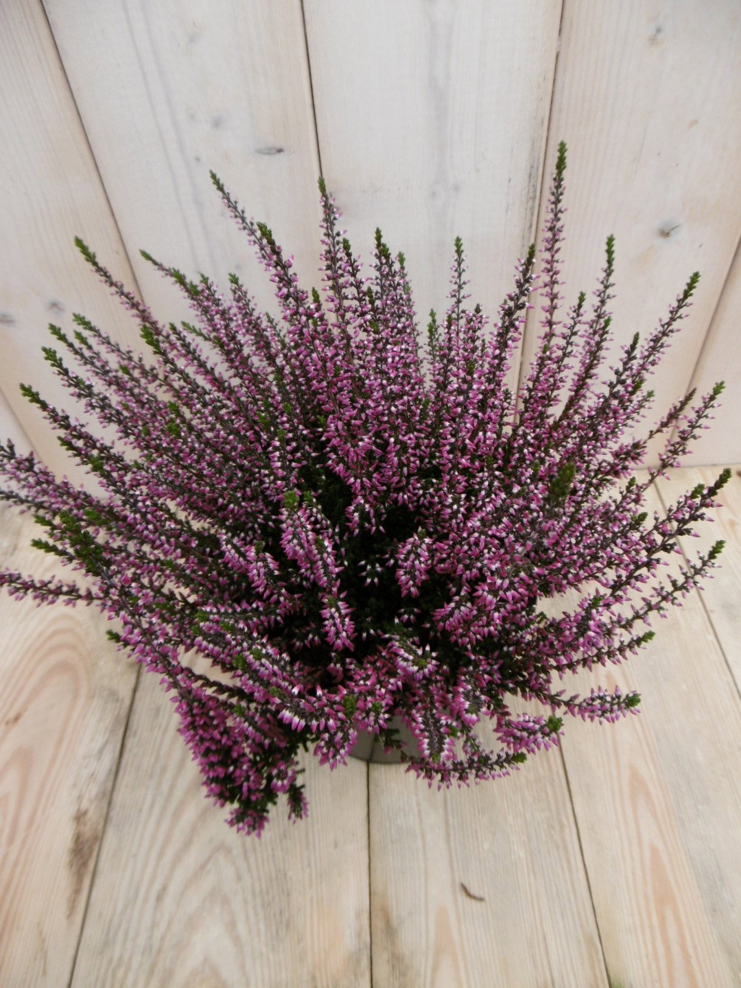 3 stuks! Heide Calluna roze Warentuin Natuurlijk - Warentuin natuurlijk