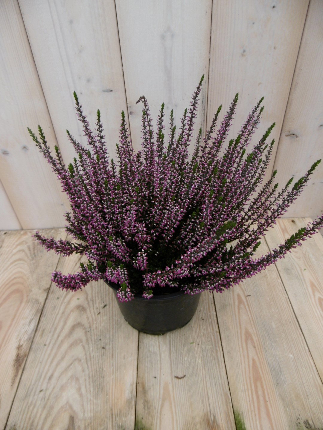 2 stuks! Heide Calluna roze GROOT Warentuin Natuurlijk - Warentuin natuurlijk