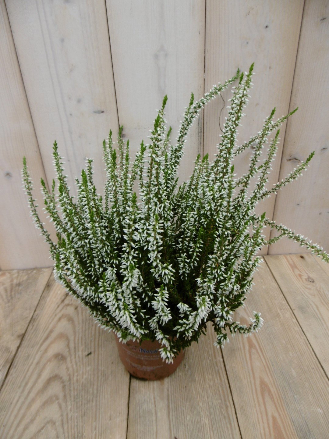 3 stuks! Heide Calluna wit Warentuin Natuurlijk - Warentuin natuurlijk