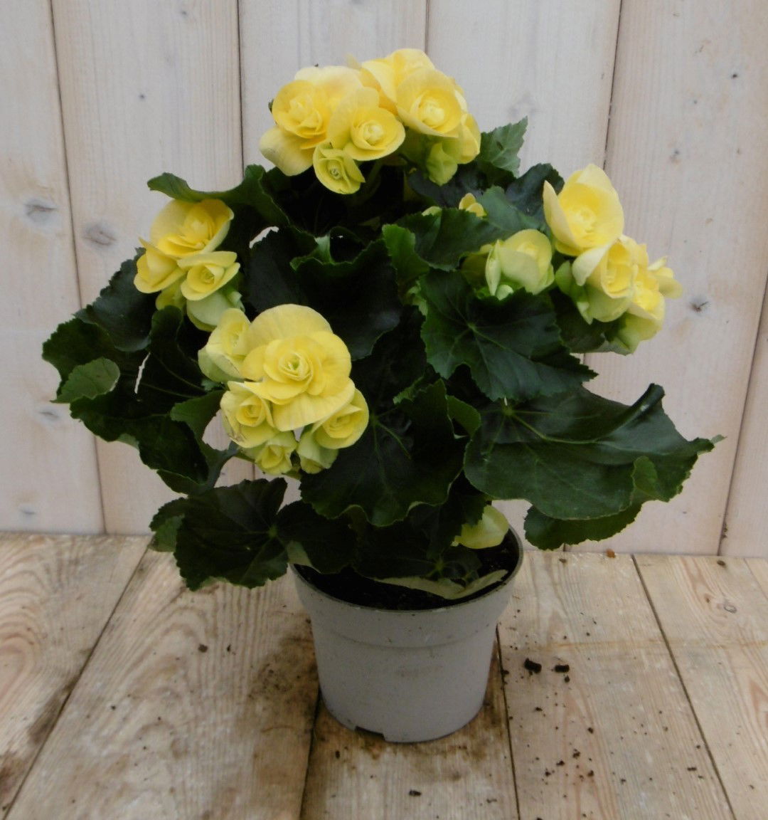 https://cdn.warentuin.nl/media/catalog/product/1/7/1778149900039950_2_warentuin_kamerplant_kamerplant_begonia_dubbelbloemig_geel_1_dc11.jpg