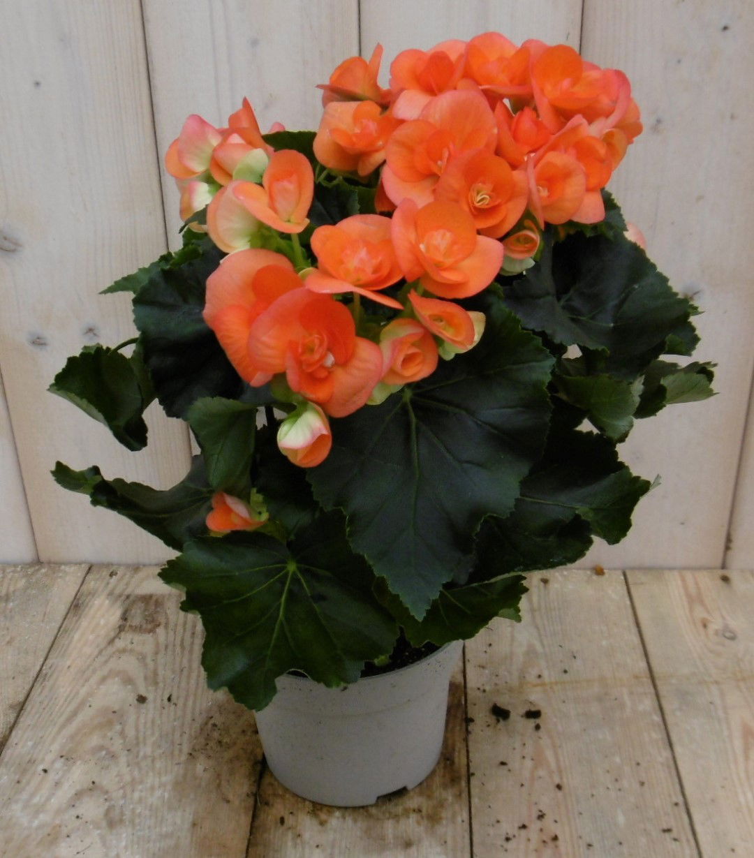 https://cdn.warentuin.nl/media/catalog/product/1/7/1778149900039951_warentuin_kamerplant_kamerplant_begonia_dubbelbloemig_oranje_1_2f5e.jpg