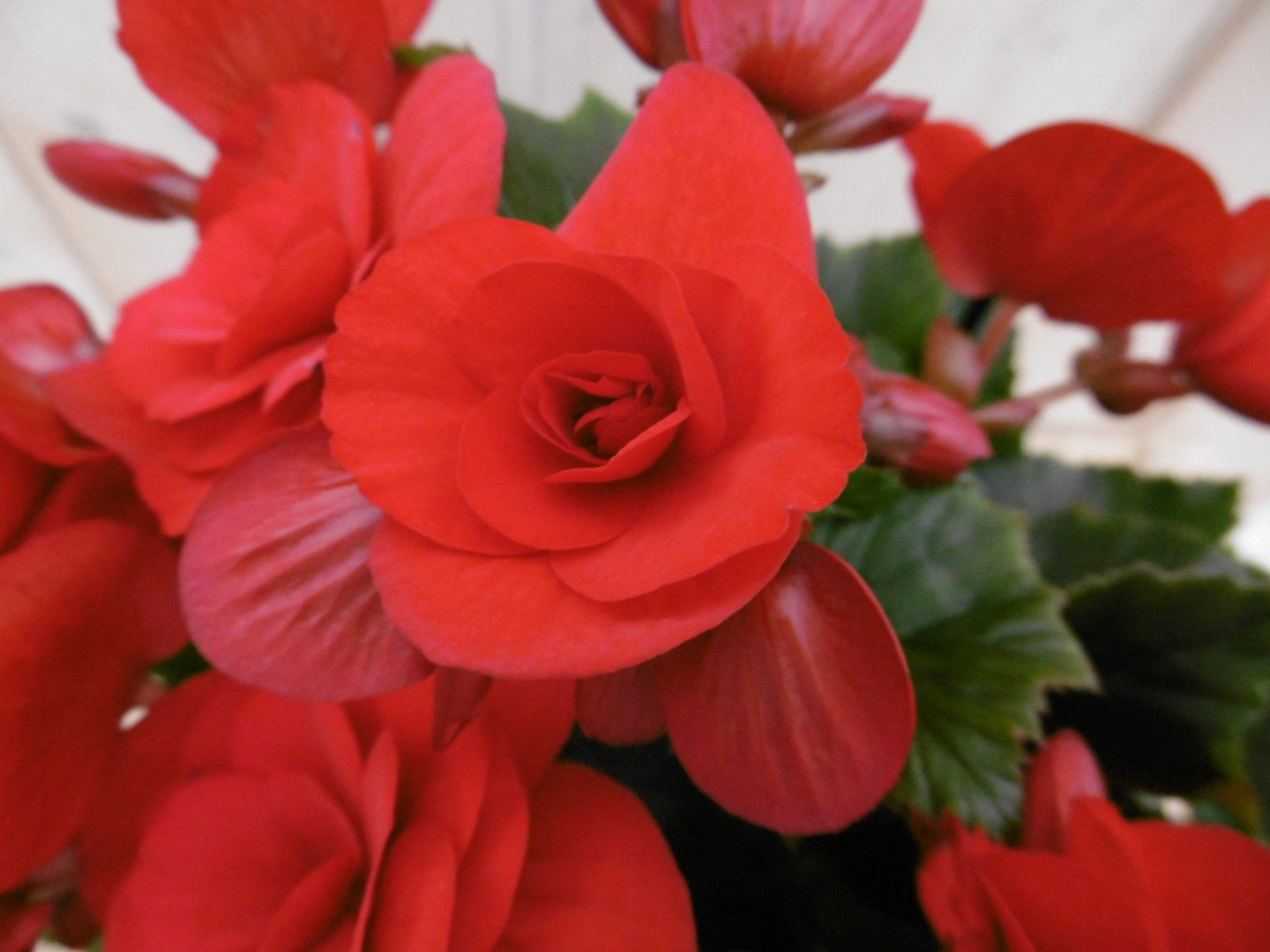 https://cdn.warentuin.nl/media/catalog/product/1/7/1778149900039952_2_warentuin_kamerplant_kamerplant_begonia_dubbelbloemig_rood_1_b3fb.jpg