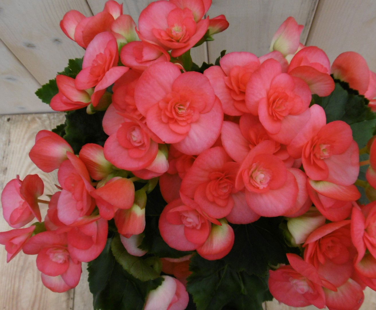 https://cdn.warentuin.nl/media/catalog/product/1/7/1778149900039953_2_warentuin_kamerplant_kamerplant_begonia_dubbelbloemig_roze_1_f9f3.jpg