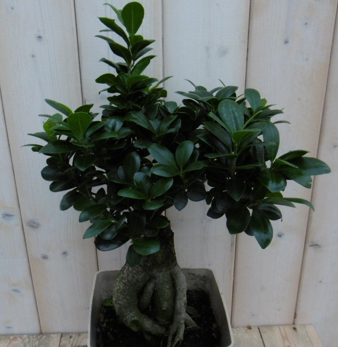https://cdn.warentuin.nl/media/catalog/product/1/7/1778149900039954_warentuin_kamerplant_kamerplant_bonsai_ficus_microcarpa_50__cm_c1c3.jpg