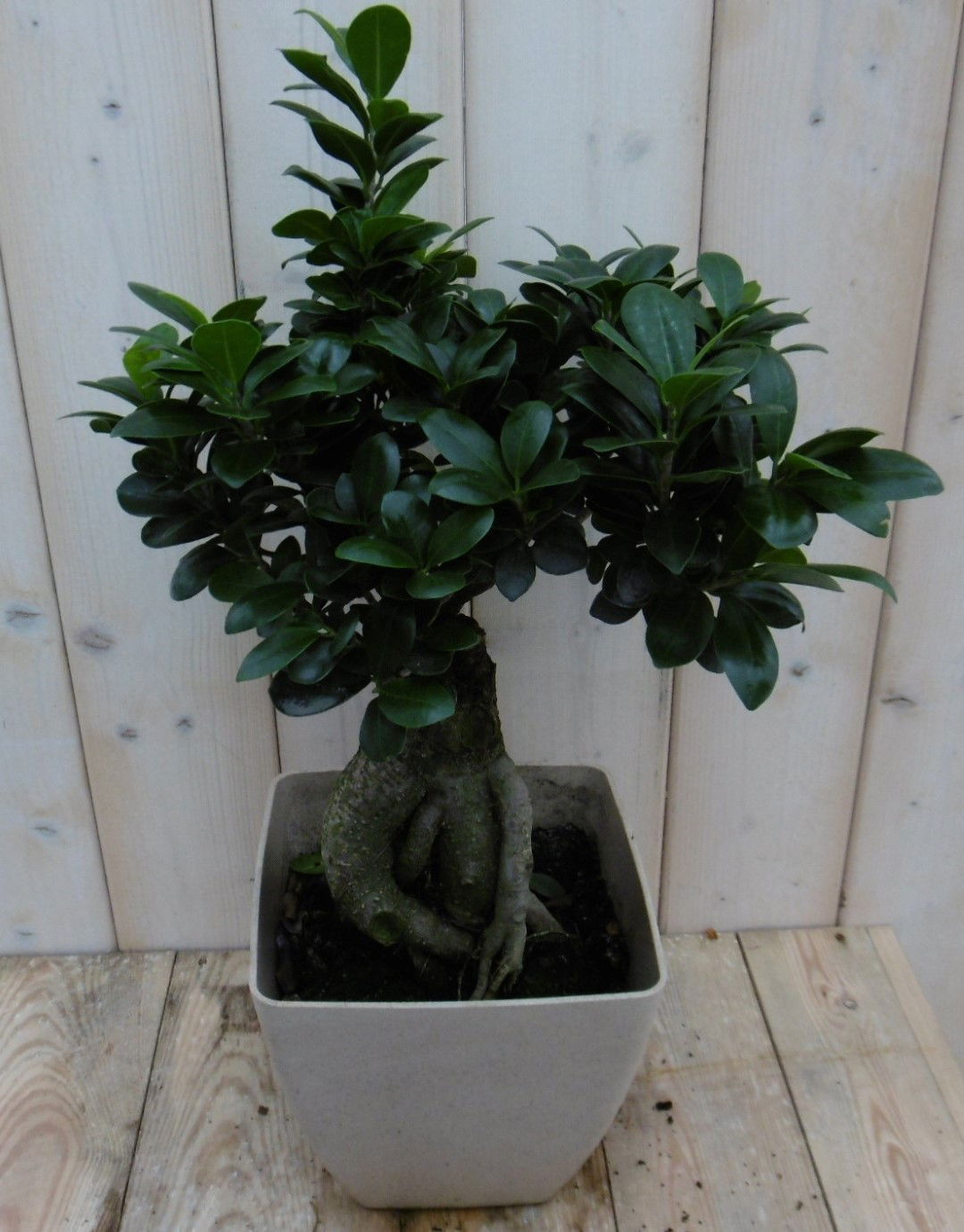 https://cdn.warentuin.nl/media/catalog/product/1/7/1778149900039954_warentuin_kamerplant_kamerplant_bonsai_ficus_microcarpa_50_cm__2bf5.jpg
