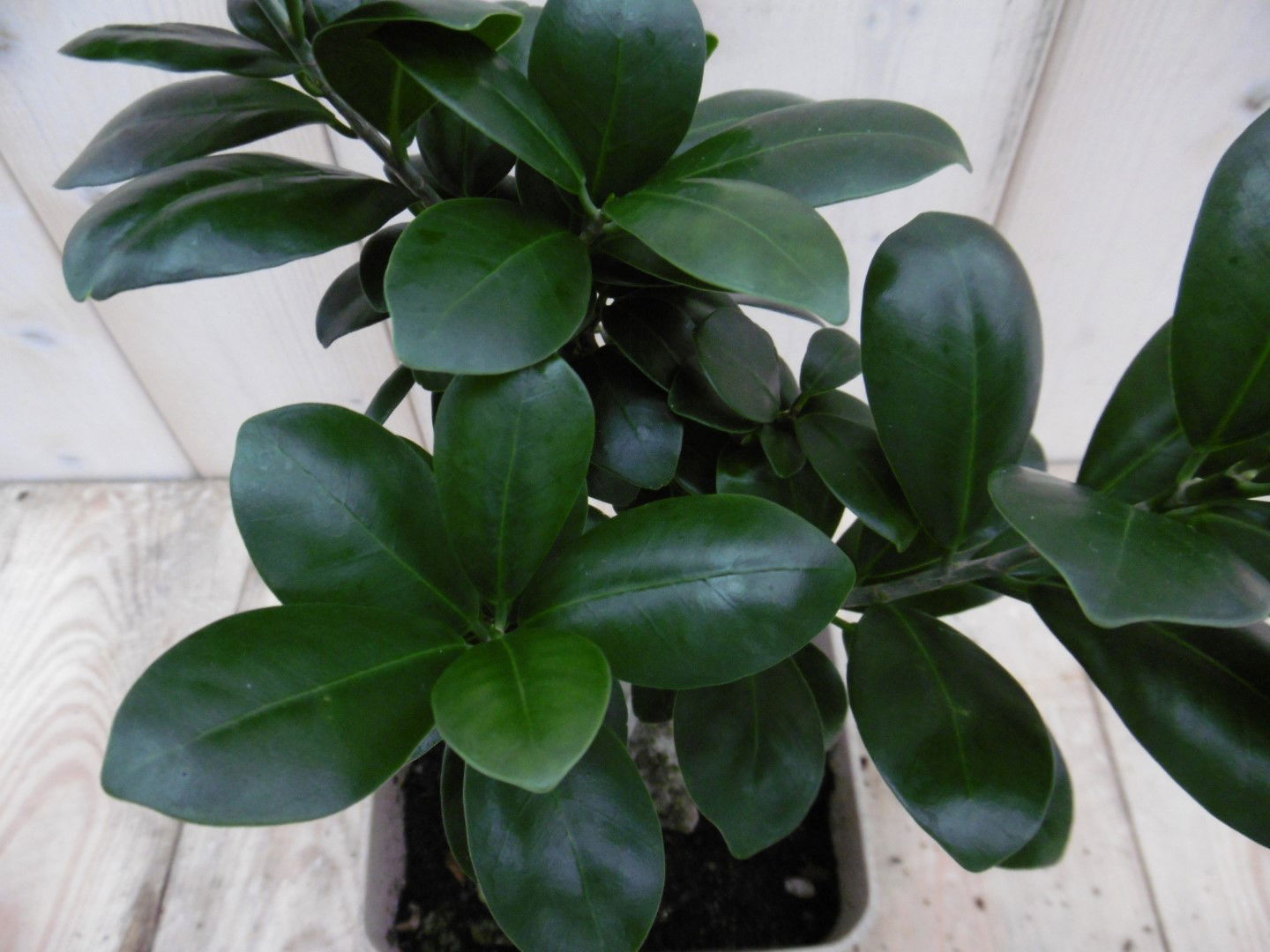 https://cdn.warentuin.nl/media/catalog/product/1/7/1778149900039956_2_warentuin_kamerplant_kamerplant_bonsai_ficus_microcarpa_30_c_0c24.jpg