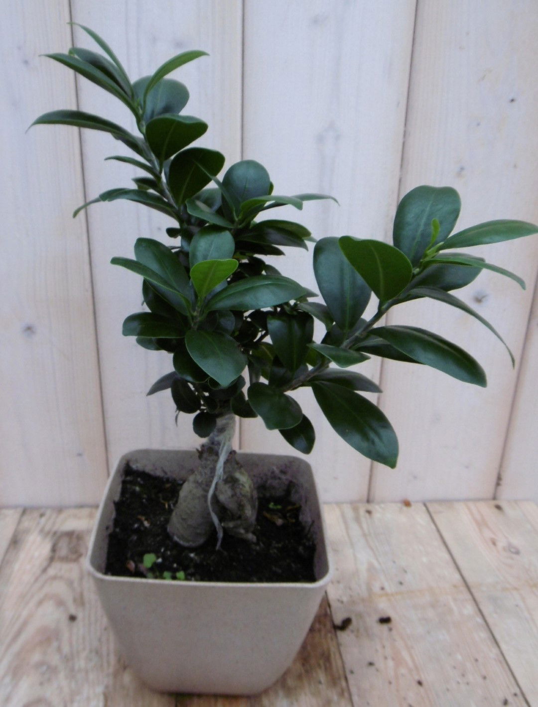 https://cdn.warentuin.nl/media/catalog/product/1/7/1778149900039956_warentuin_kamerplant_kamerplant_bonsai_ficus_microcarpa_30_cm__346d.jpg