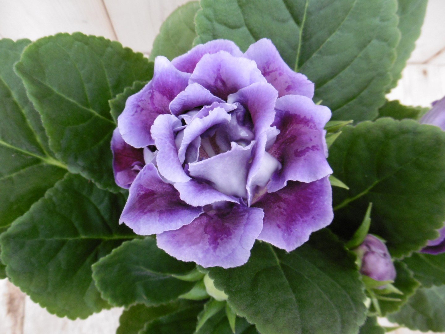 https://cdn.warentuin.nl/media/catalog/product/1/7/1778149900039957_3_warentuin_kamerplant_kamerplant_gloxinia_paars_1_7461.jpg