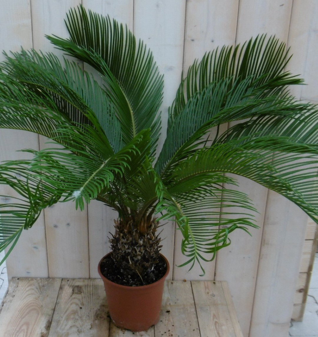 https://cdn.warentuin.nl/media/catalog/product/1/7/1778149900039964_2_warentuin_kamerplant_kamerplant_palmvaren_vredespalm_cycas_7_5f2e.jpg