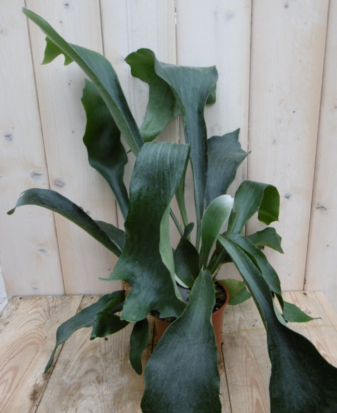 https://cdn.warentuin.nl/media/catalog/product/1/7/1778149900040004_2_warentuin_kamerplant_kamerplant_hertshoornvaren_platycerium__1e84.jpg