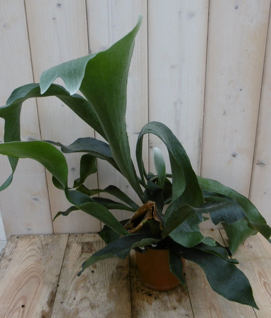 https://cdn.warentuin.nl/media/catalog/product/1/7/1778149900040004_warentuin_kamerplant_kamerplant_hertshoornvaren_platycerium_1_61ec.jpg