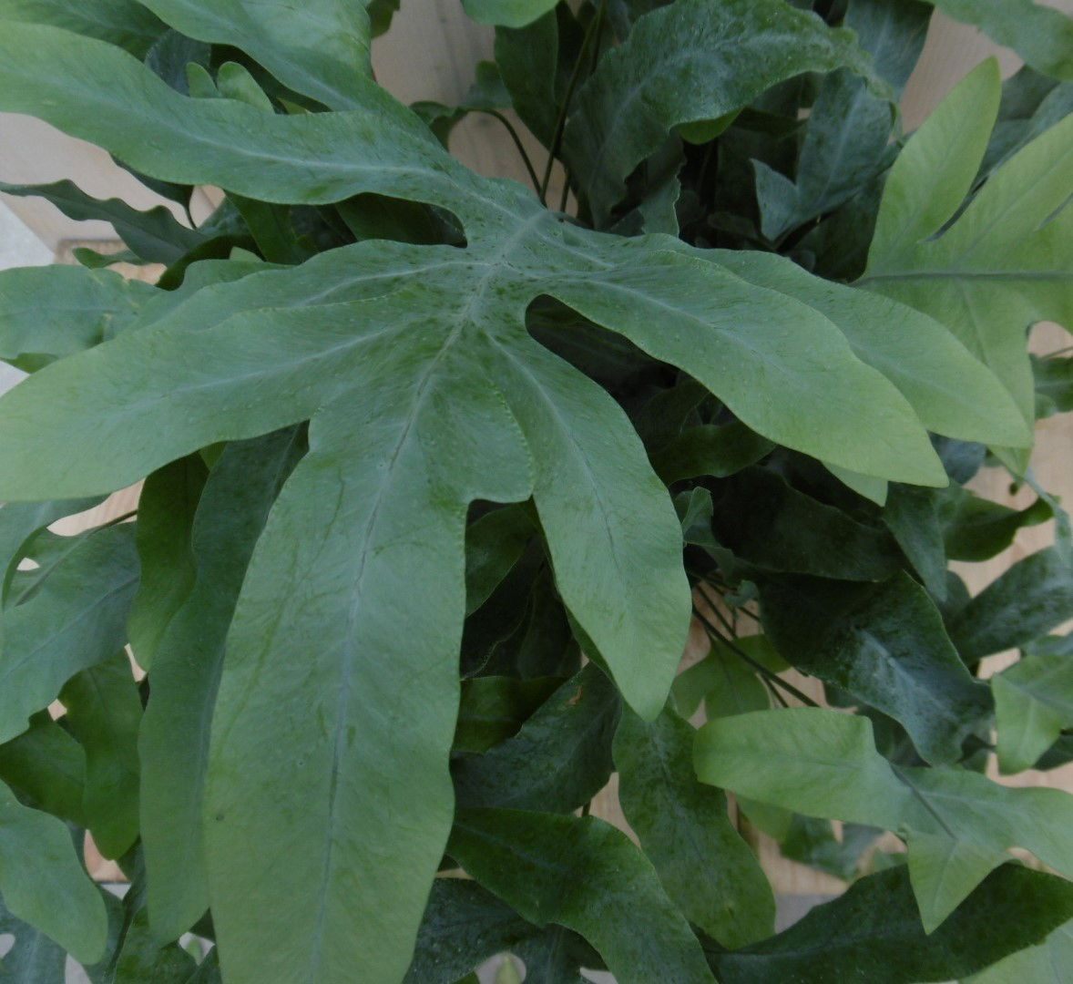 https://cdn.warentuin.nl/media/catalog/product/1/7/1778149900040005_2_warentuin_kamerplant_kamerplant_ijzervaren_phlebodium_1_a653.jpg