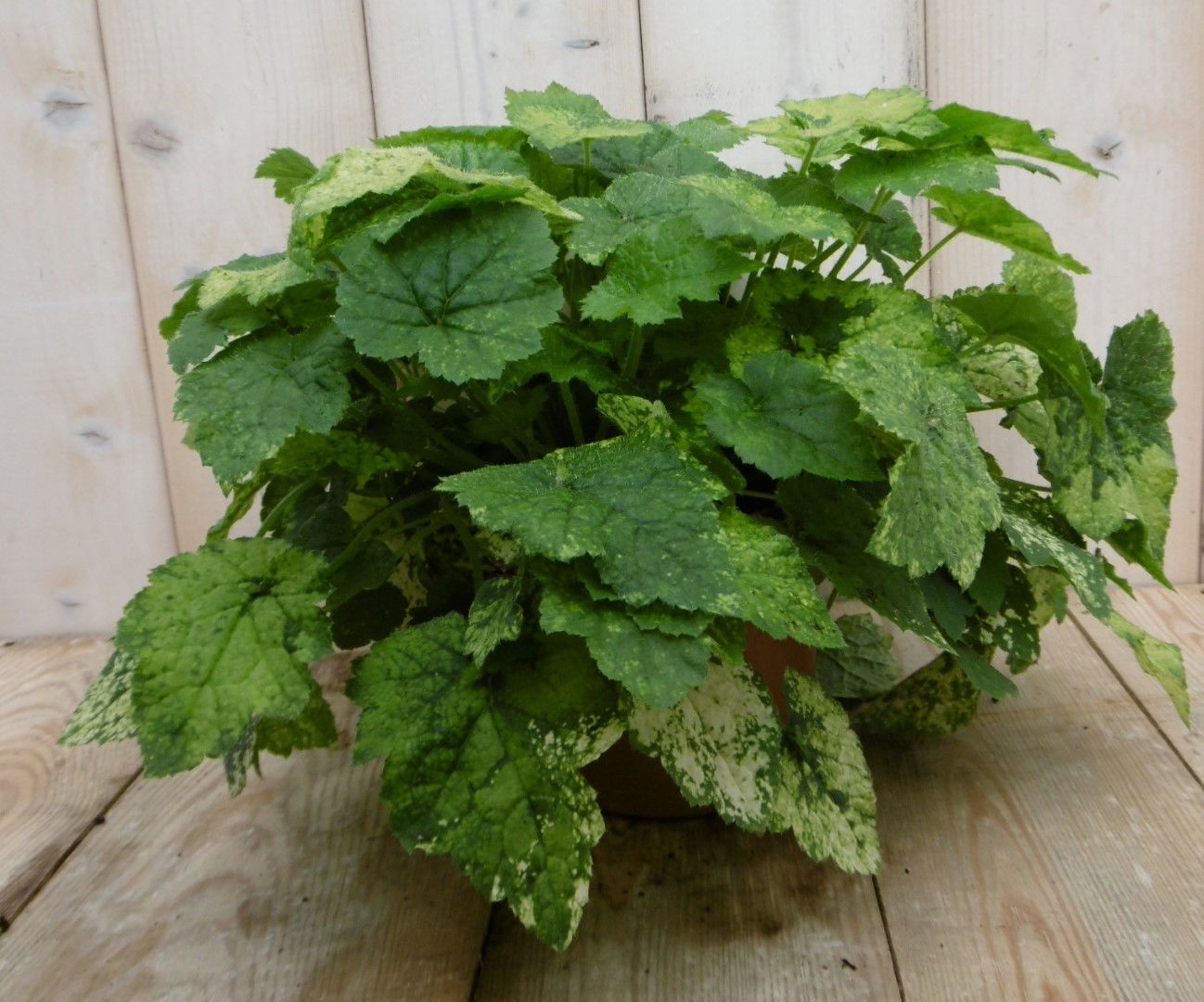https://cdn.warentuin.nl/media/catalog/product/1/7/1778149900040006_2_warentuin_kamerplant_kamerplant_kindje_op_moeders_schoot_tol_4204.jpg