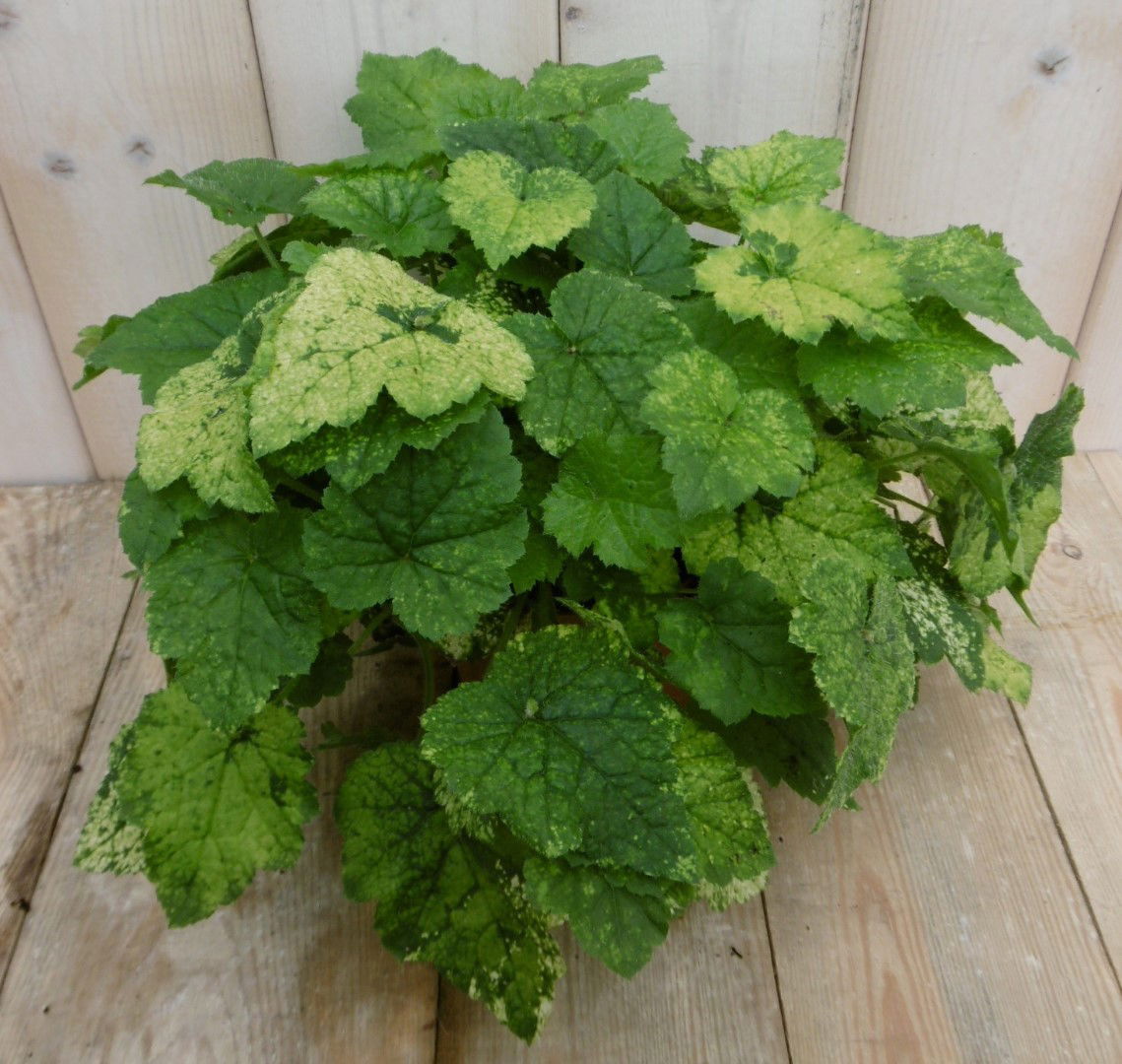 https://cdn.warentuin.nl/media/catalog/product/1/7/1778149900040006_warentuin_kamerplant_kamerplant_kindje_op_moeders_schoot_tolmi_58f3.jpg