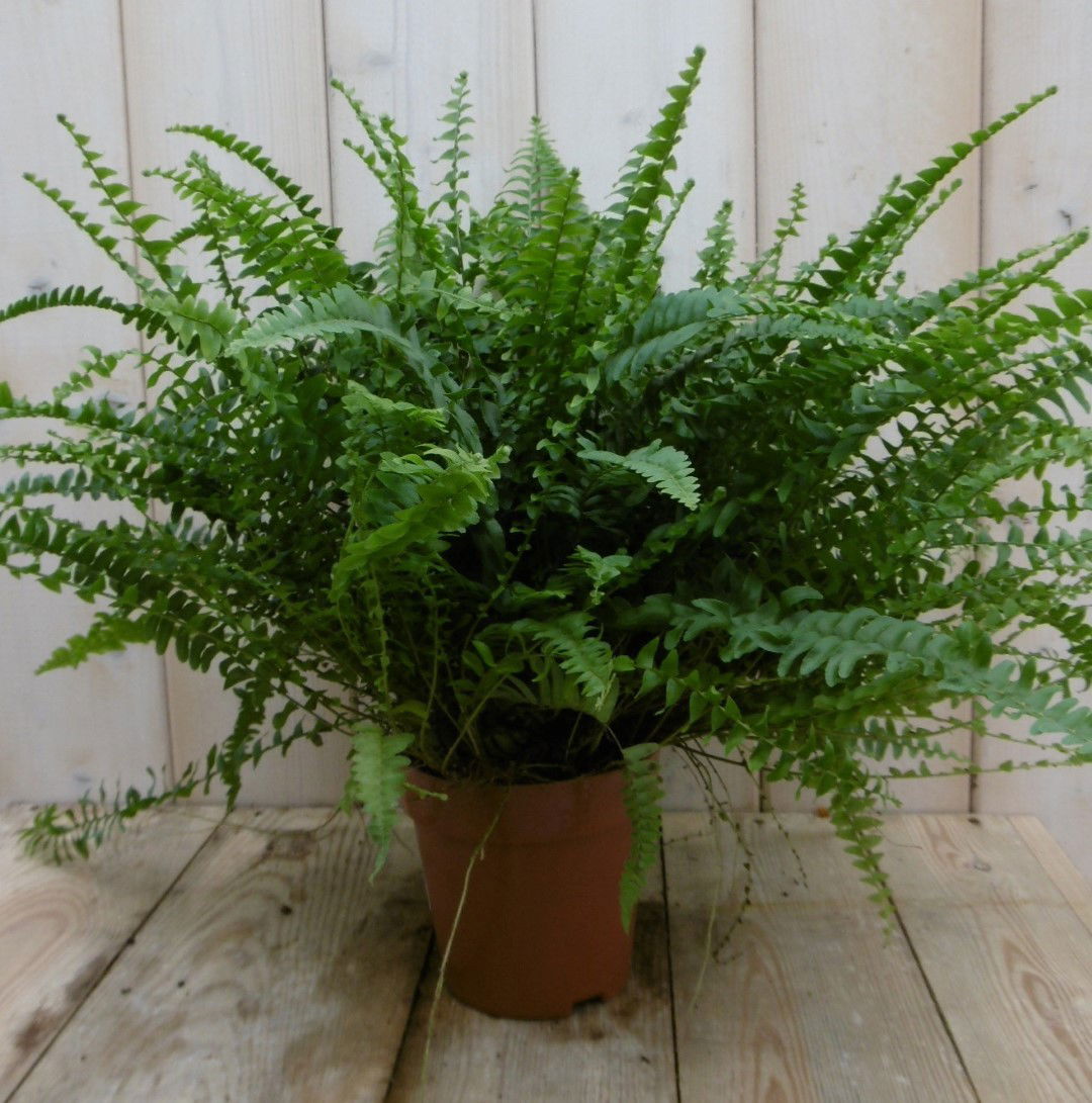 https://cdn.warentuin.nl/media/catalog/product/1/7/1778149900040008_2_warentuin_kamerplant_kamerplant_koningsvaren_nephrolepis_20__09cc.jpg