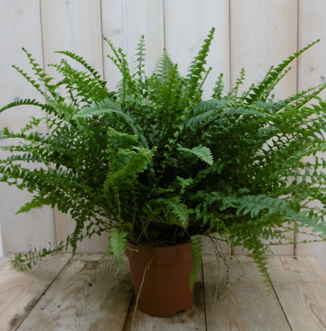 https://cdn.warentuin.nl/media/catalog/product/1/7/1778149900040009_2_warentuin_kamerplant_kamerplant_koningsvaren_nephrolepis_40__333c.jpg