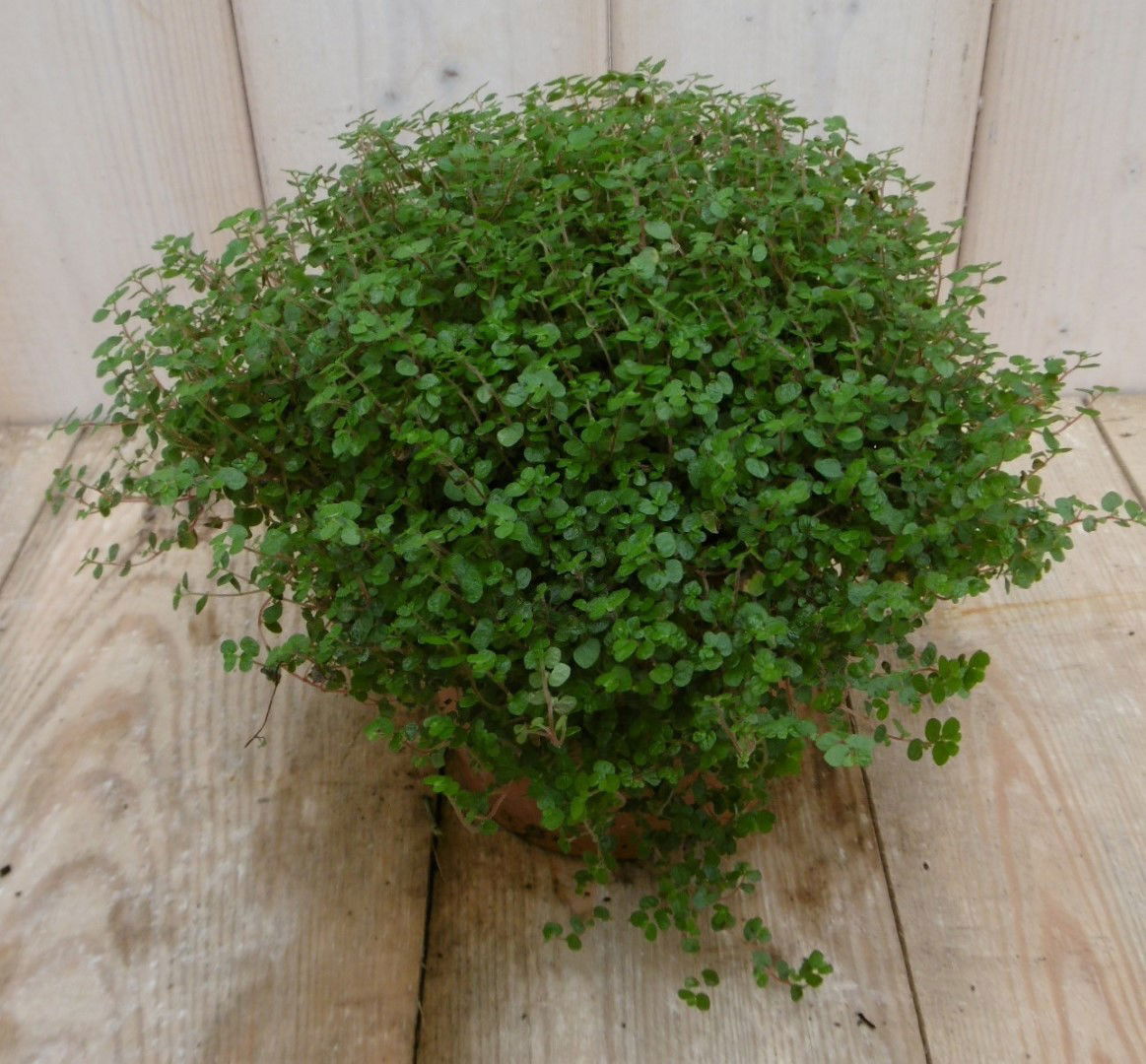 https://cdn.warentuin.nl/media/catalog/product/1/7/1778149900040010_2_warentuin_kamerplant_kamerplant_slaapkamergeluk_soleirolia_1_6903.jpg