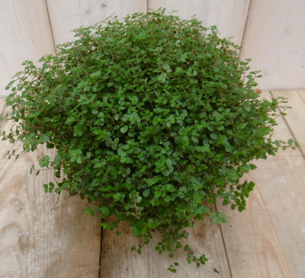 https://cdn.warentuin.nl/media/catalog/product/1/7/1778149900040010_warentuin_kamerplant_kamerplant_slaapkamergeluk_soleirolia_1_7db8.jpg
