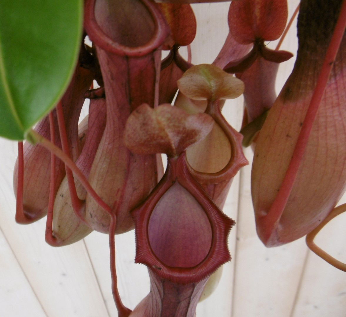 https://cdn.warentuin.nl/media/catalog/product/1/7/1778149900040011_2_warentuin_kamerplant_kamerplant_bekerplant_nepenthes_1_6c14.jpg