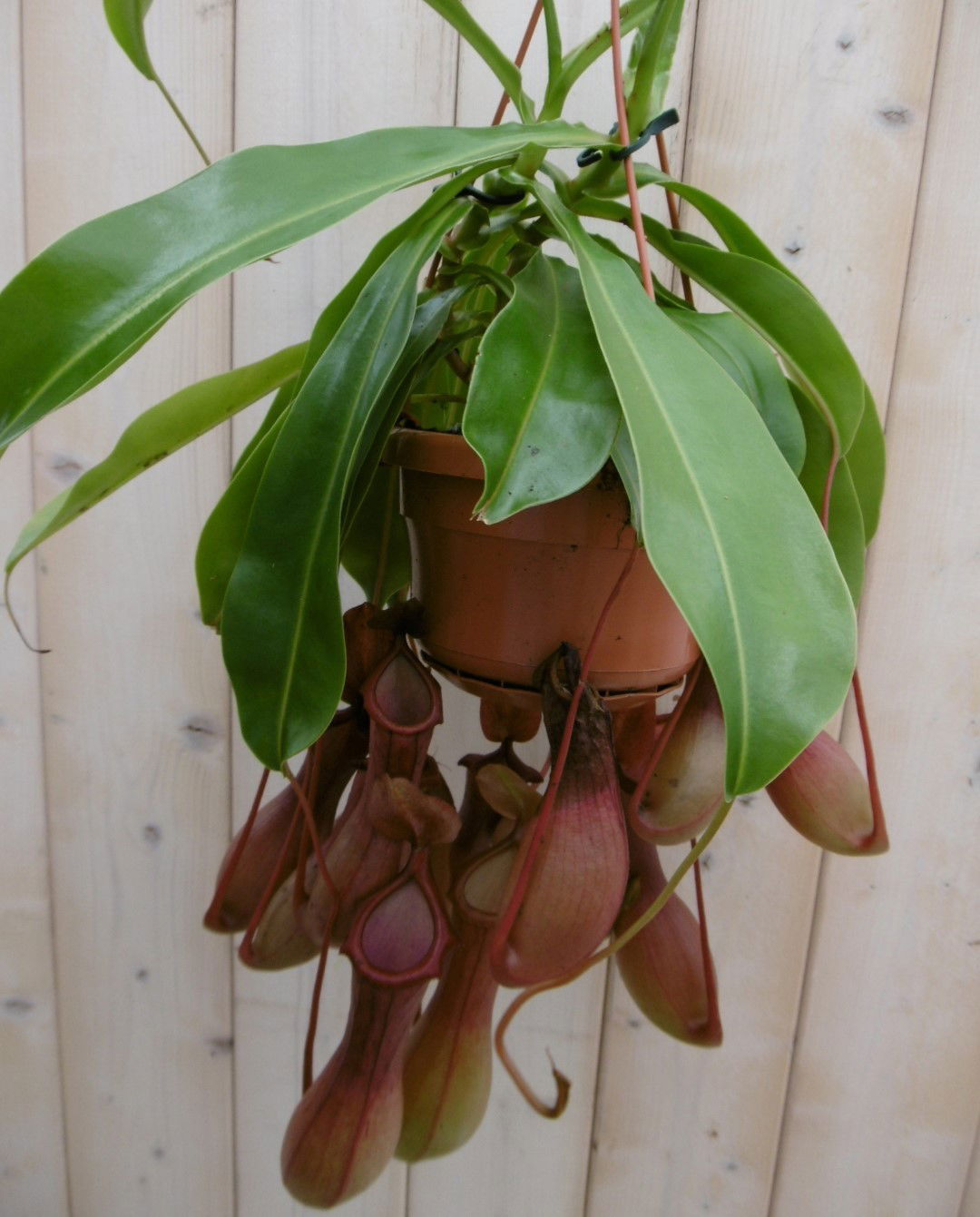 https://cdn.warentuin.nl/media/catalog/product/1/7/1778149900040011_warentuin_kamerplant_kamerplant_bekerplant_nepenthes_1_5f71.jpg