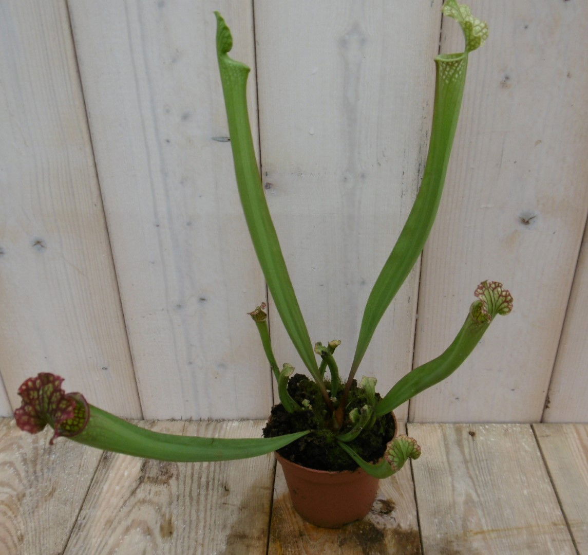 https://cdn.warentuin.nl/media/catalog/product/1/7/1778149900040012_warentuin_kamerplant_kamerplant_trompetbekerplant_dionaea_1_f5e8.jpg