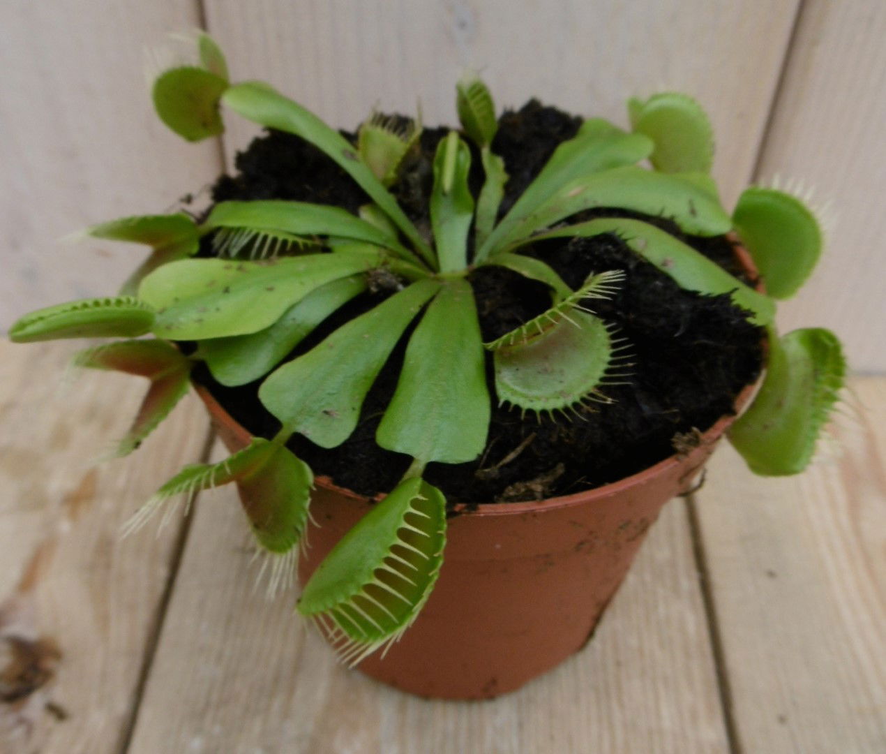 https://cdn.warentuin.nl/media/catalog/product/1/7/1778149900040013_warentuin_kamerplant_kamerplant_venusvliegenvanger_dinoaea_1_8ea3.jpg