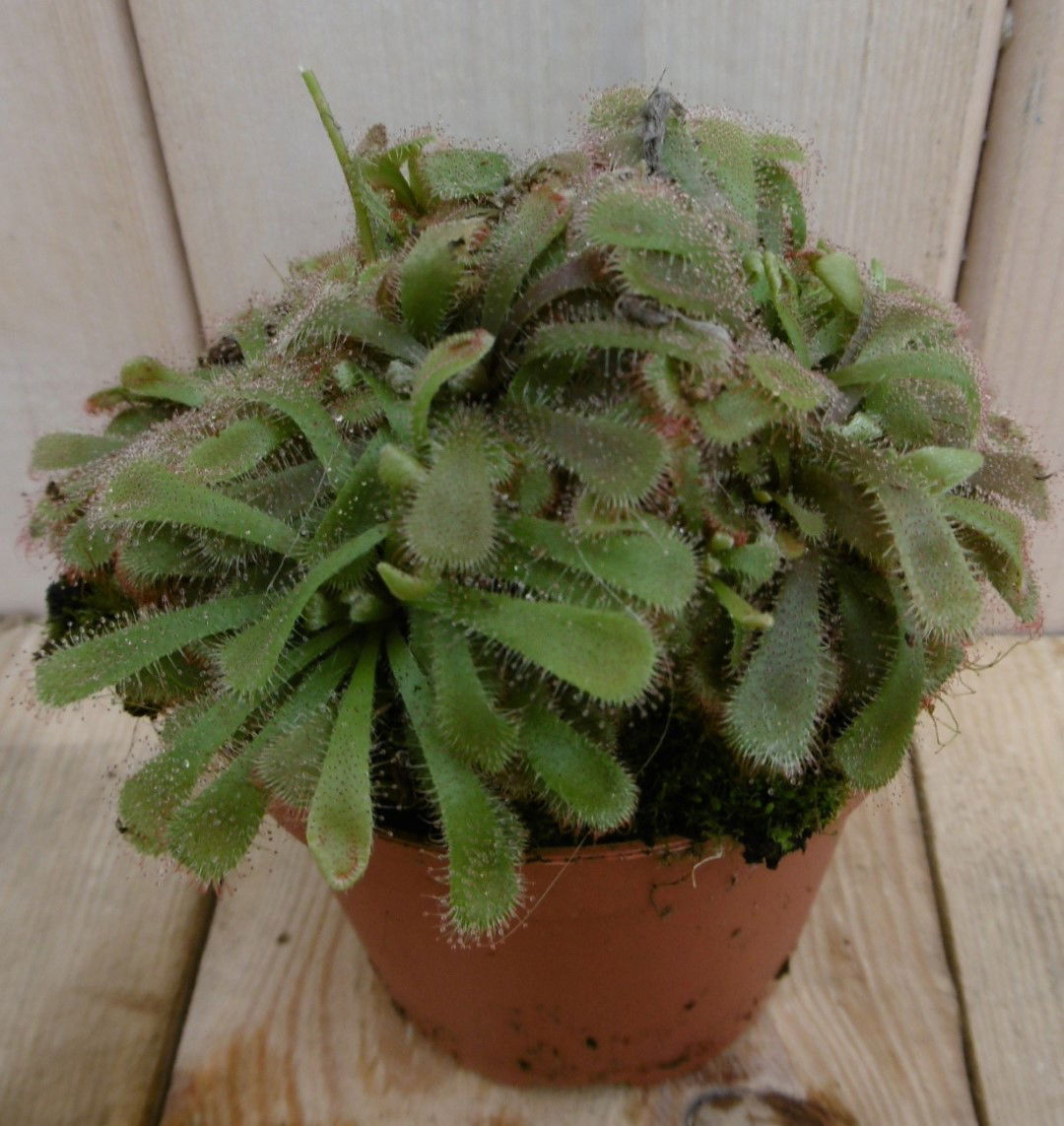 https://cdn.warentuin.nl/media/catalog/product/1/7/1778149900040014_2_warentuin_kamerplant_kamerplant_zonnedauw_dinoaea_1_8333.jpg