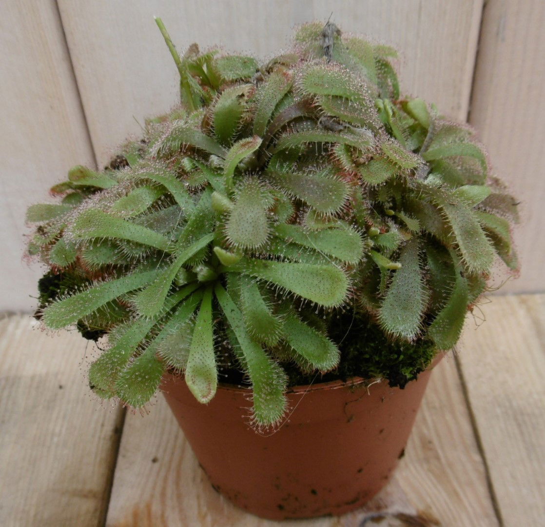 https://cdn.warentuin.nl/media/catalog/product/1/7/1778149900040014_warentuin_kamerplant_kamerplant_zonnedauw_dinoaea_1_5671.jpg