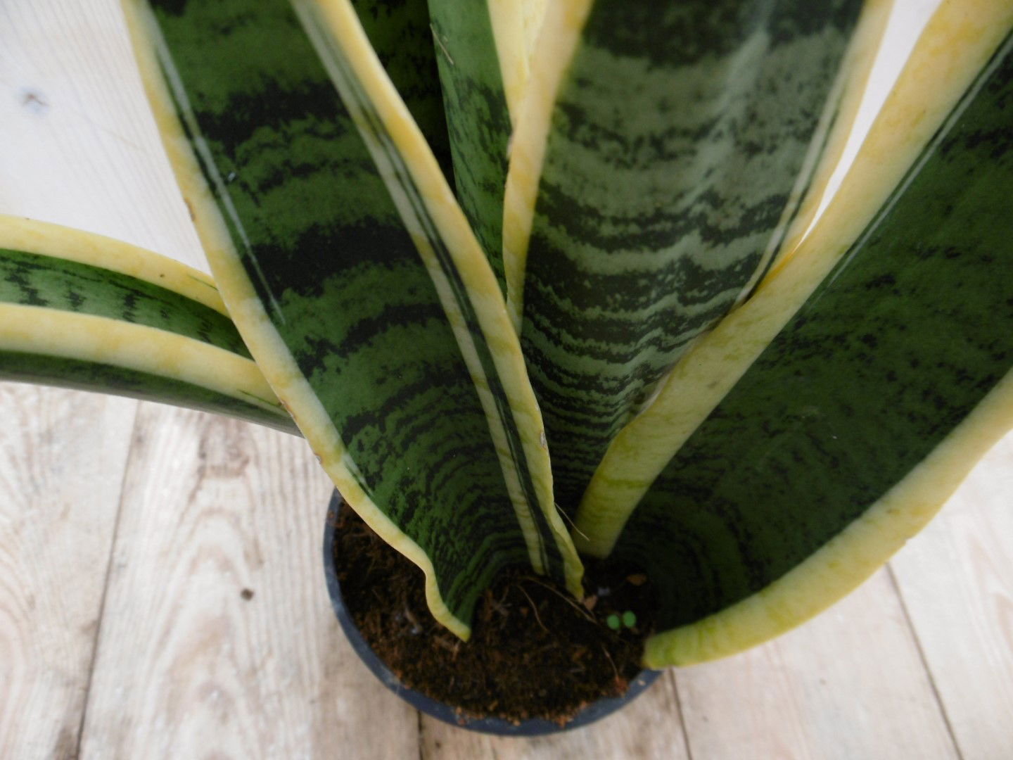 https://cdn.warentuin.nl/media/catalog/product/1/7/1778149900040015_2_warentuin_kamerplant_kamerplant_vrouwentong_sansevieria_bont_87b7.jpg