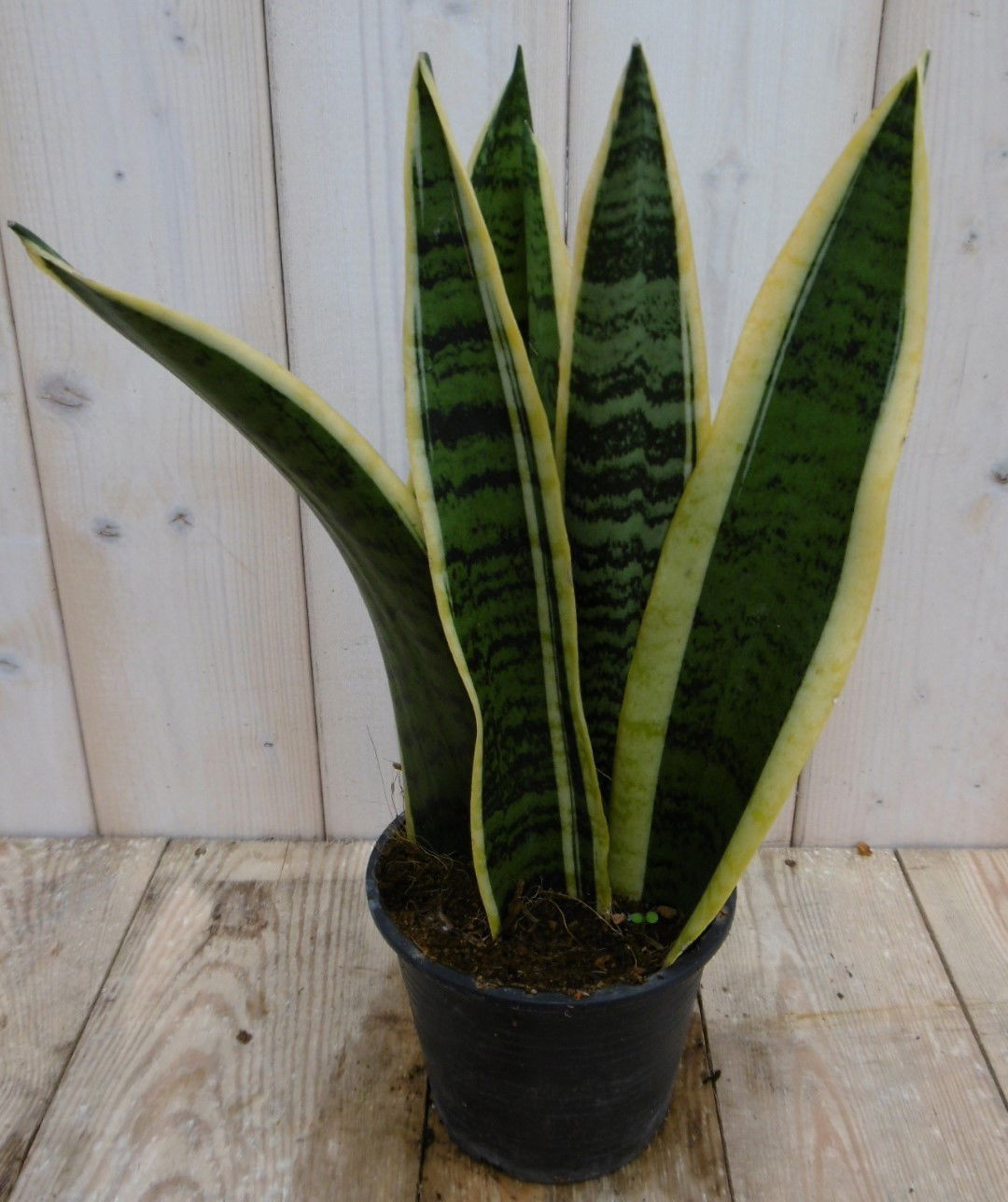 https://cdn.warentuin.nl/media/catalog/product/1/7/1778149900040015_warentuin_kamerplant_kamerplant_vrouwentong_sansevieria_bont_3_358a.jpg