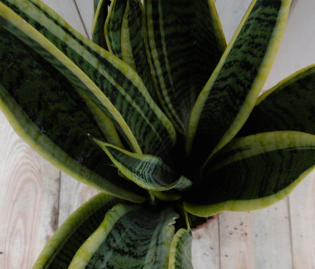 https://cdn.warentuin.nl/media/catalog/product/1/7/1778149900040016_2_warentuin_kamerplant_kamerplant_vrouwentong_sansevieria_bont_0d9a.jpg