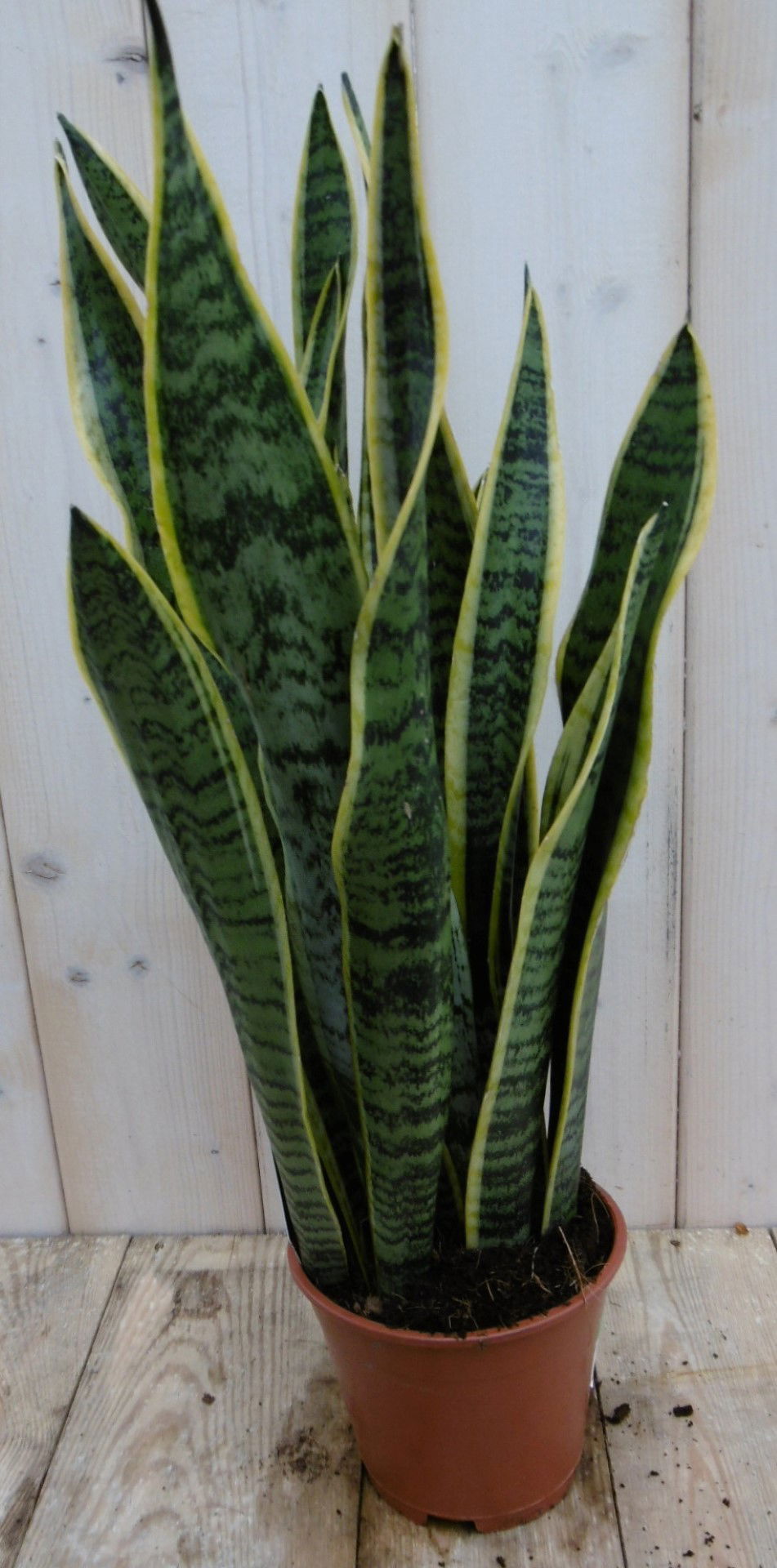 https://cdn.warentuin.nl/media/catalog/product/1/7/1778149900040016_warentuin_kamerplant_kamerplant_vrouwentong_sansevieria_bont_5_a8b7.jpg
