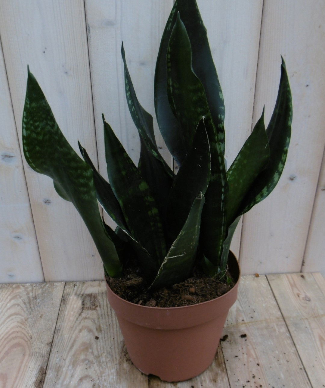 https://cdn.warentuin.nl/media/catalog/product/1/7/1778149900040017_warentuin_kamerplant_kamerplant_vrouwentong_sansevieria_donker_6f3a.jpg