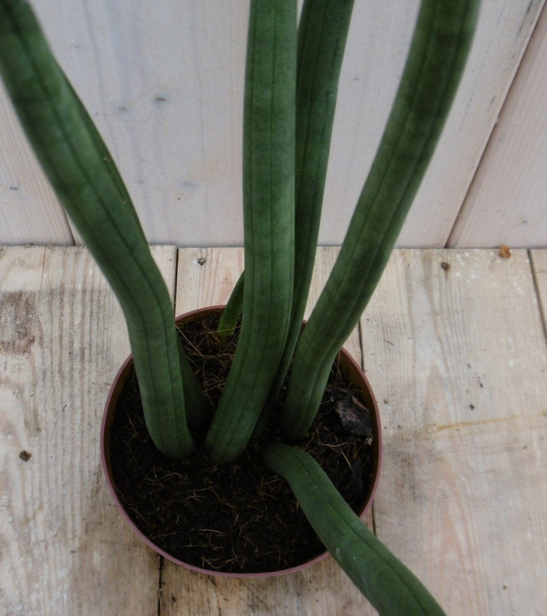https://cdn.warentuin.nl/media/catalog/product/1/7/1778149900040018_2_warentuin_kamerplant_kamerplant_vrouwentong_sansevieria_50_c_925d.jpg