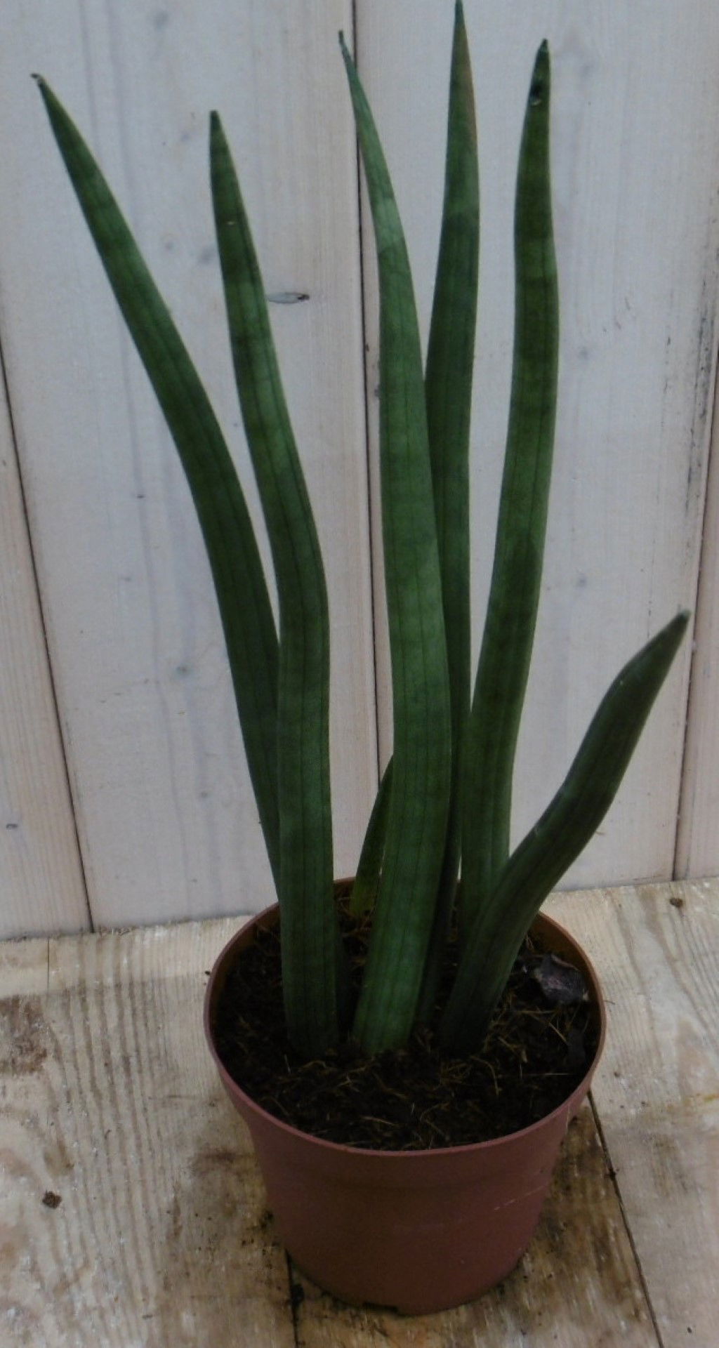 https://cdn.warentuin.nl/media/catalog/product/1/7/1778149900040018_warentuin_kamerplant_kamerplant_vrouwentong_sansevieria_50_cm__5b31.jpg