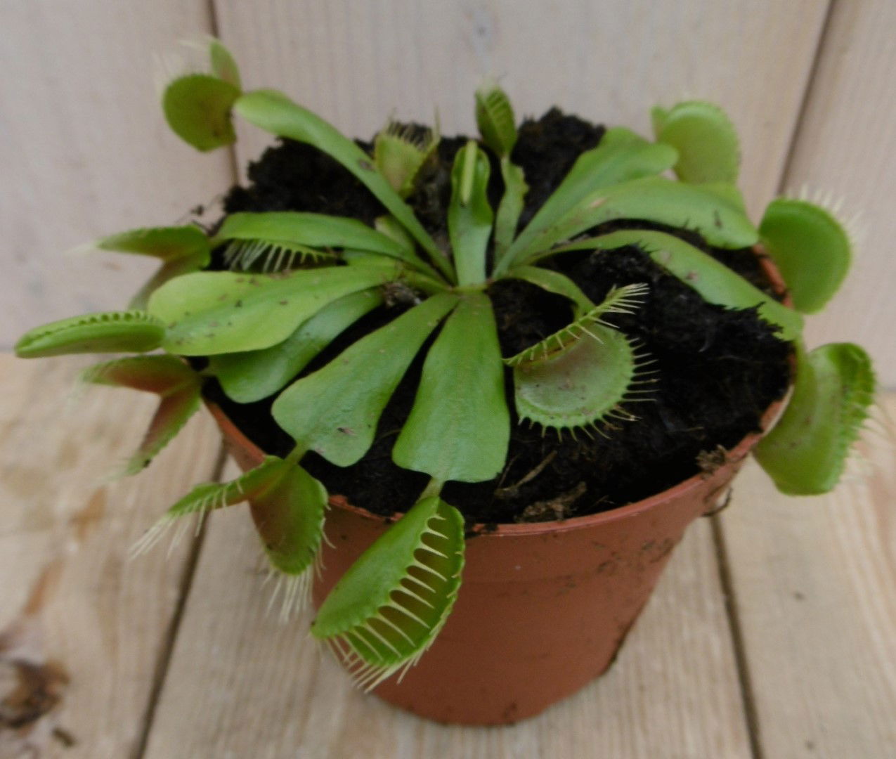 https://cdn.warentuin.nl/media/catalog/product/1/7/1778149900040019_warentuin_kamerplant_kamerplant_mascotte_venusvliegenvang_dino_874e.jpg