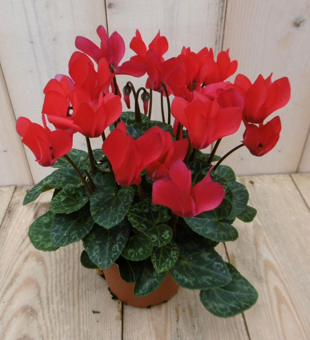 https://cdn.warentuin.nl/media/catalog/product/1/7/1778149900040056_2_warentuin_perkplanten_patio_cyclaam_rood_1_286a.jpg
