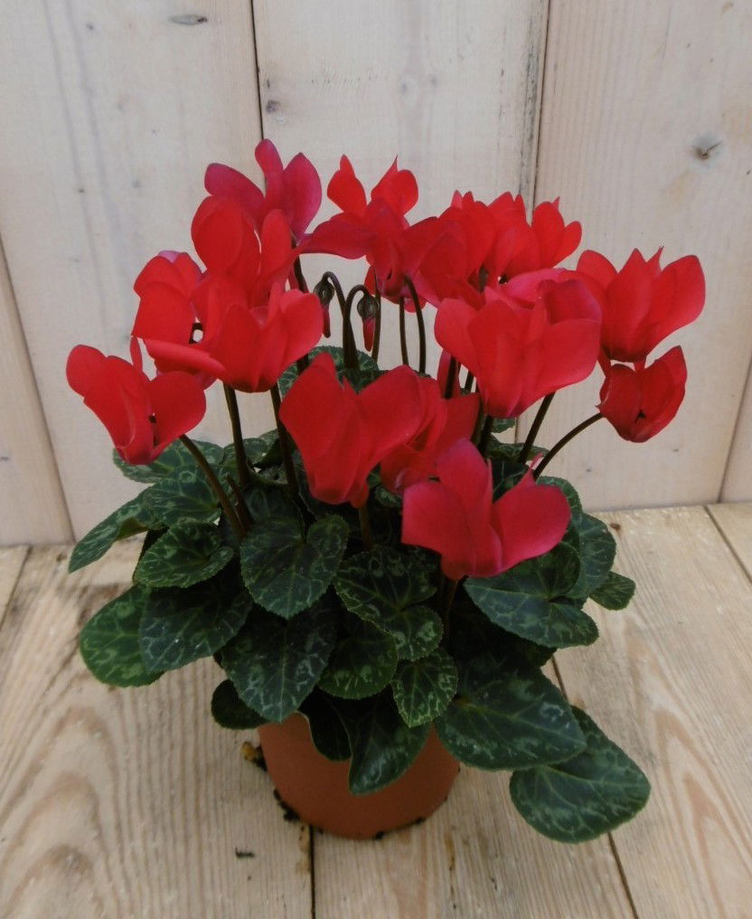 https://cdn.warentuin.nl/media/catalog/product/1/7/1778149900040056_warentuin_perkplanten_patio_cyclaam_rood_1_1_75d2.jpg