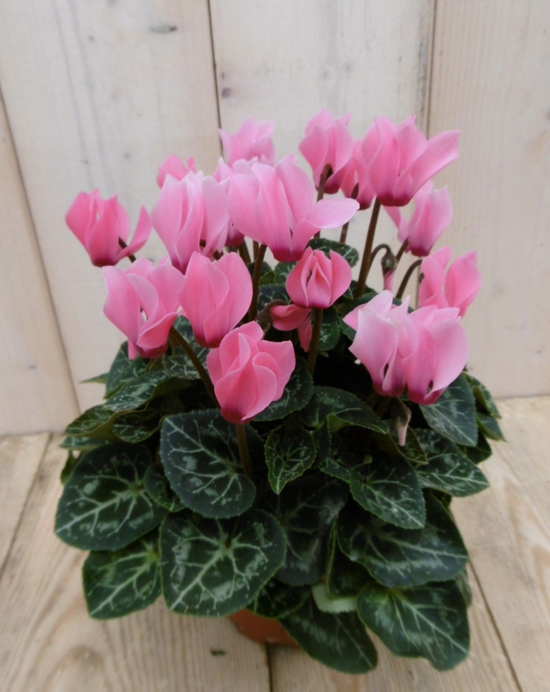 https://cdn.warentuin.nl/media/catalog/product/1/7/1778149900040057_2_warentuin_perkplanten_patio_cyclaam_roze_1_1_dcda.jpg