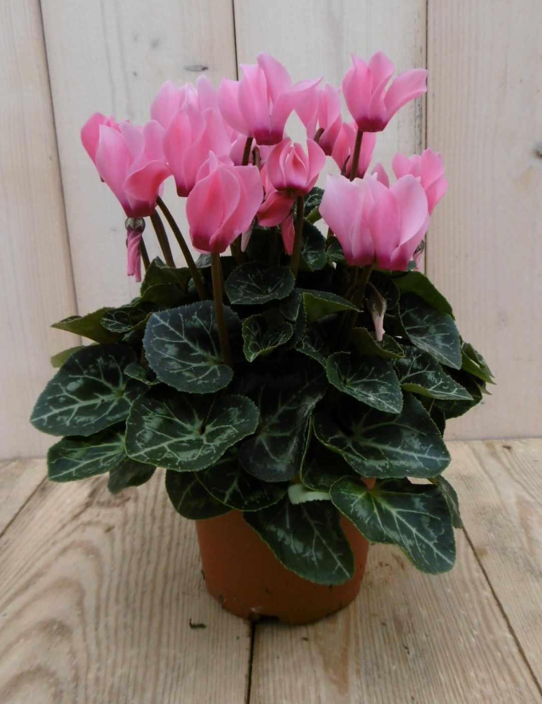 3 stuks! Patio Cyclaam roze donker roze Warentuin Natuurlijk