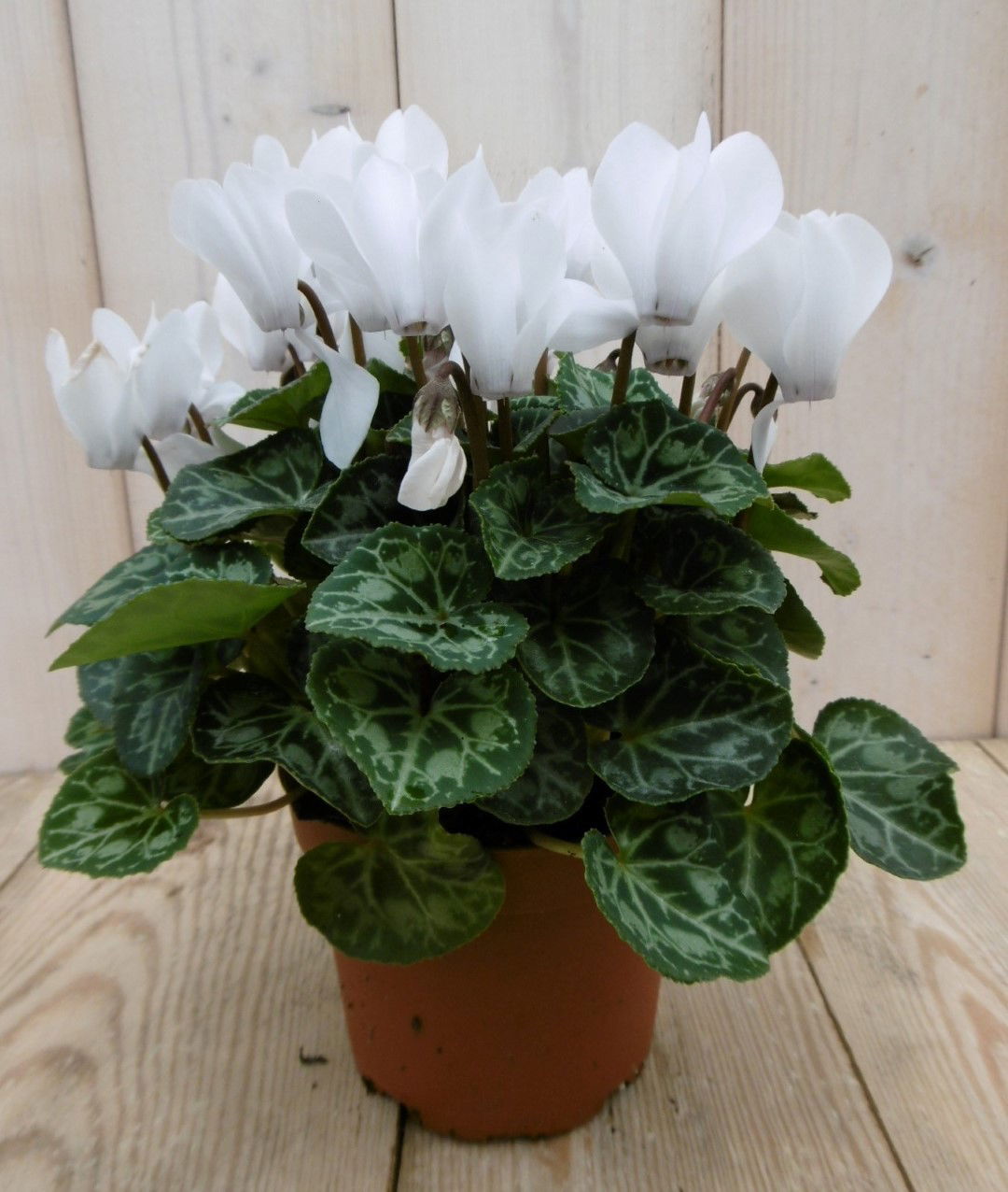 https://cdn.warentuin.nl/media/catalog/product/1/7/1778149900040058_2_warentuin_perkplanten_patio_cyclaam_wit_1_1_d284.jpg