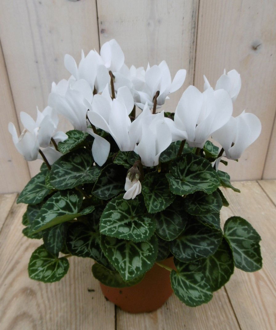 https://cdn.warentuin.nl/media/catalog/product/1/7/1778149900040058_warentuin_perkplanten_patio_cyclaam_wit_1_1_2_af9b.jpg