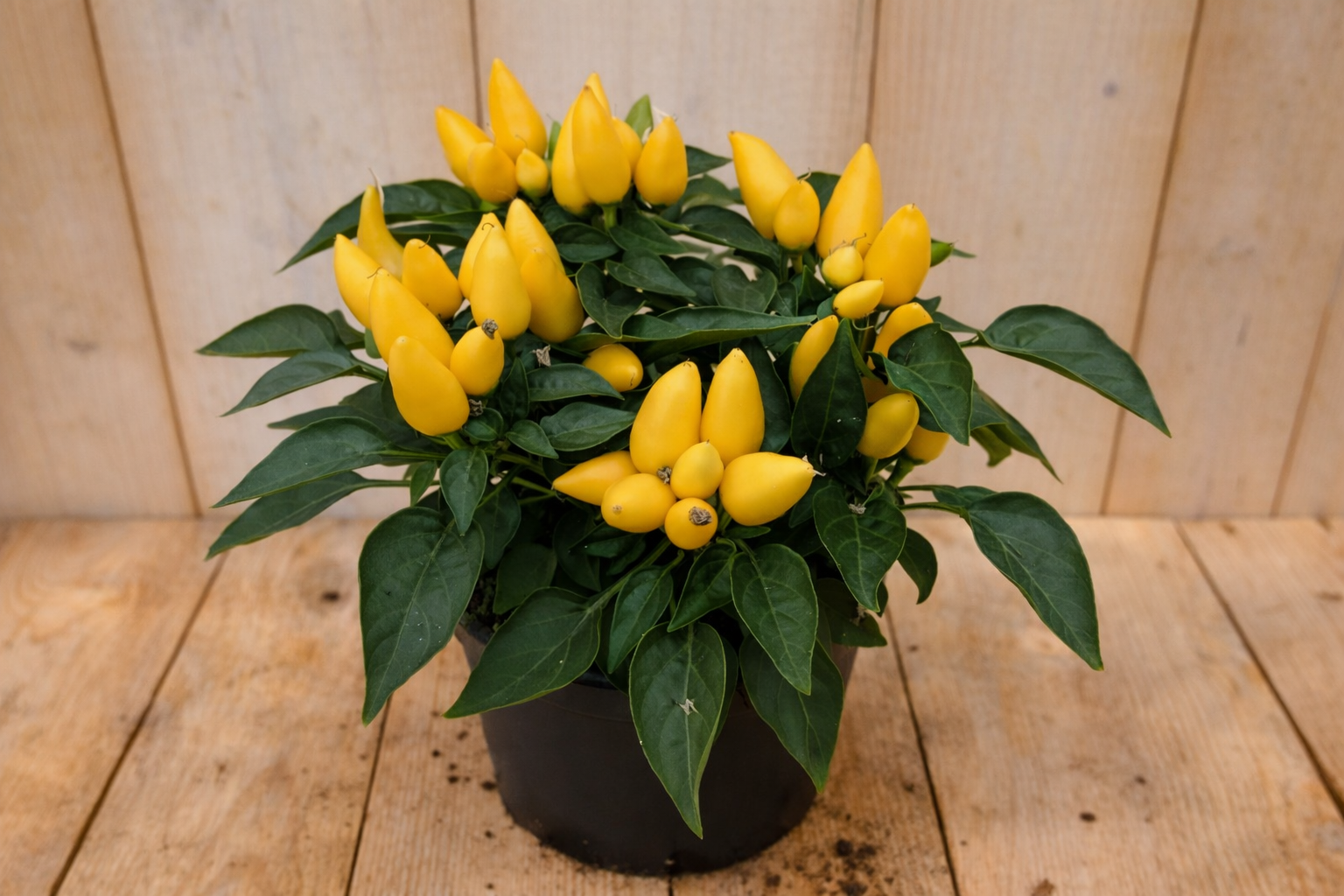 3 stuks! Sierpeper geel Capsicum Warentuin Natuurlijk - Warentuin natuurlijk