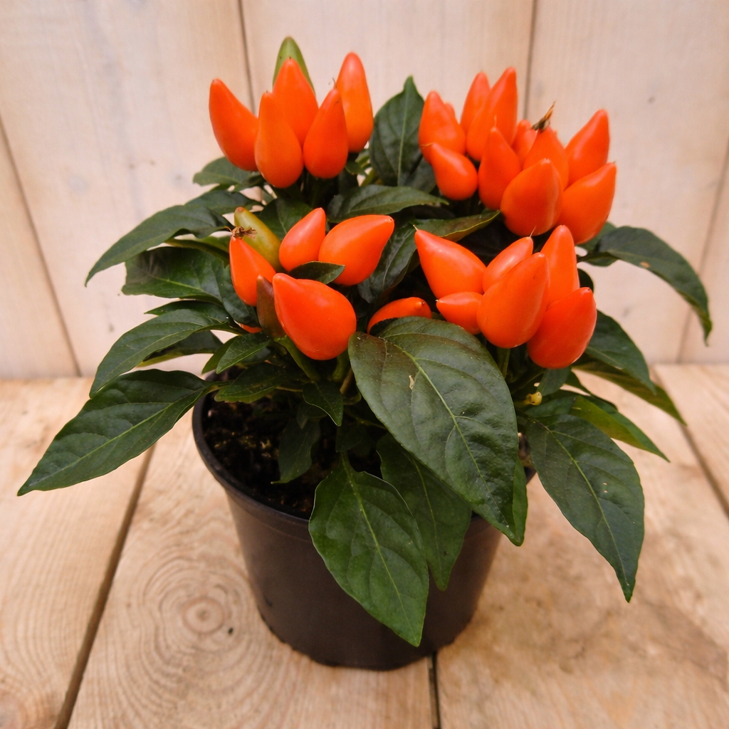 3 stuks! Sierpeper oranje Capsicum Warentuin Natuurlijk - Warentuin natuurlijk