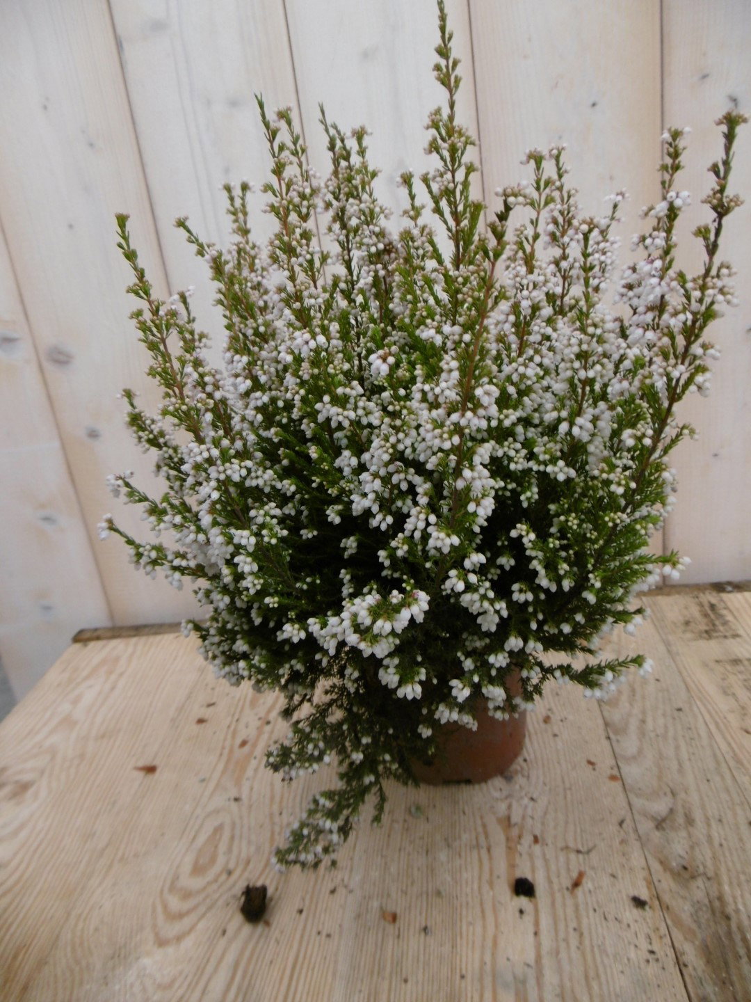 3 stuks! Dopheide Erica wit Warentuin Natuurlijk - Warentuin natuurlijk