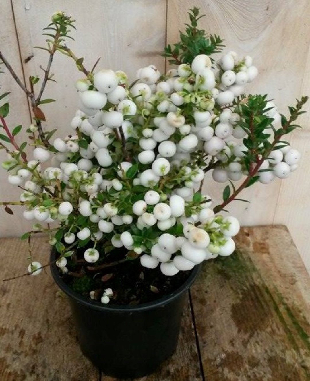 Sneeuwbes Pernettya wit Symphoricarpos Warentuin Natuurlijk - Warentuin natuurlijk