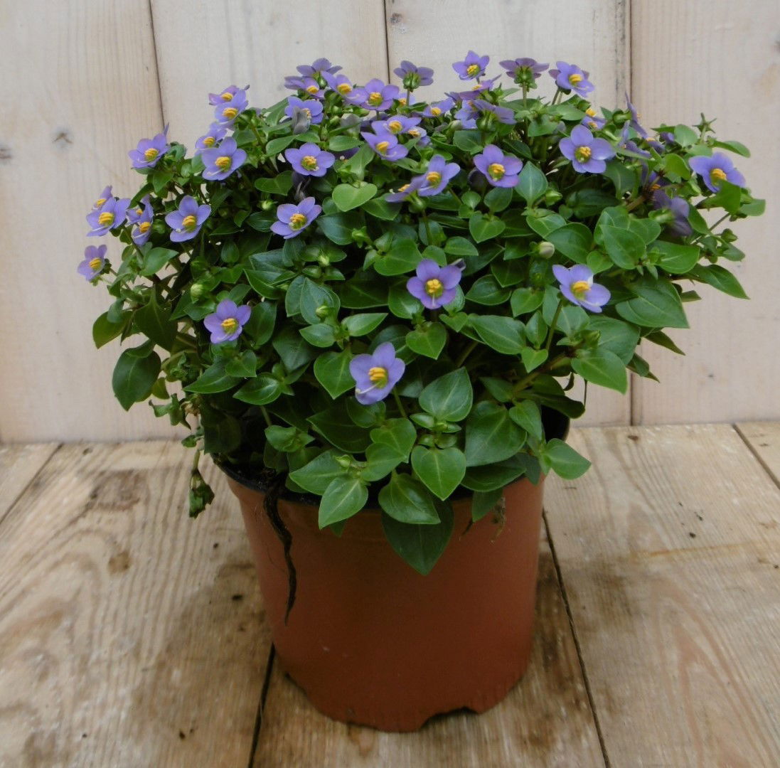 https://cdn.warentuin.nl/media/catalog/product/1/7/1778149900040112_2_warentuin_kamerplant_kamerplant_bitterblad_exacum_affine_bla_bd68.jpg