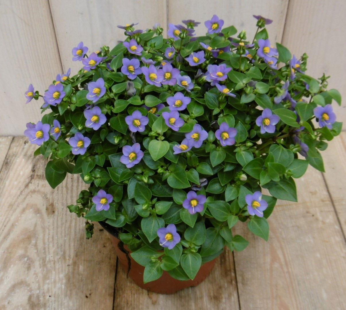 https://cdn.warentuin.nl/media/catalog/product/1/7/1778149900040112_warentuin_kamerplant_kamerplant_bitterblad_exacum_affine_blauw_b827.jpg